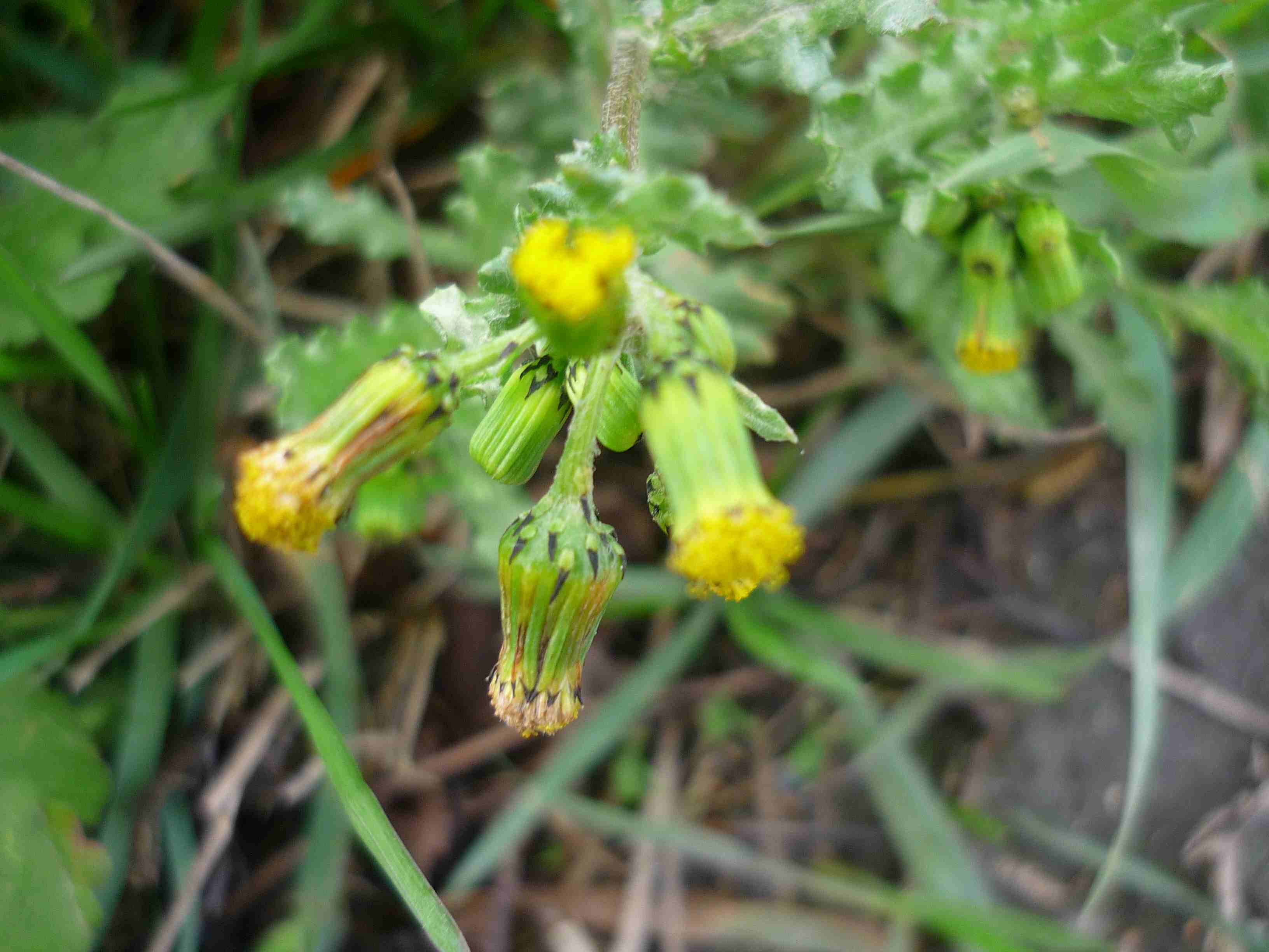 Senecio vulgaris